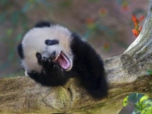 z14679958Q,I-pandy-wielkie