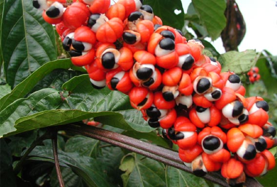 Kofeina. Guarana. Żeń szeń.