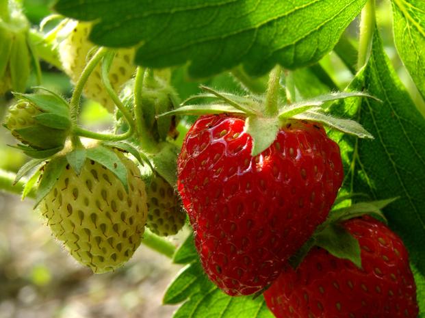 Wspaniała fragaria ananassa