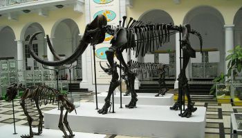 Europejskie Centrum Paleontologii powstało przy UO